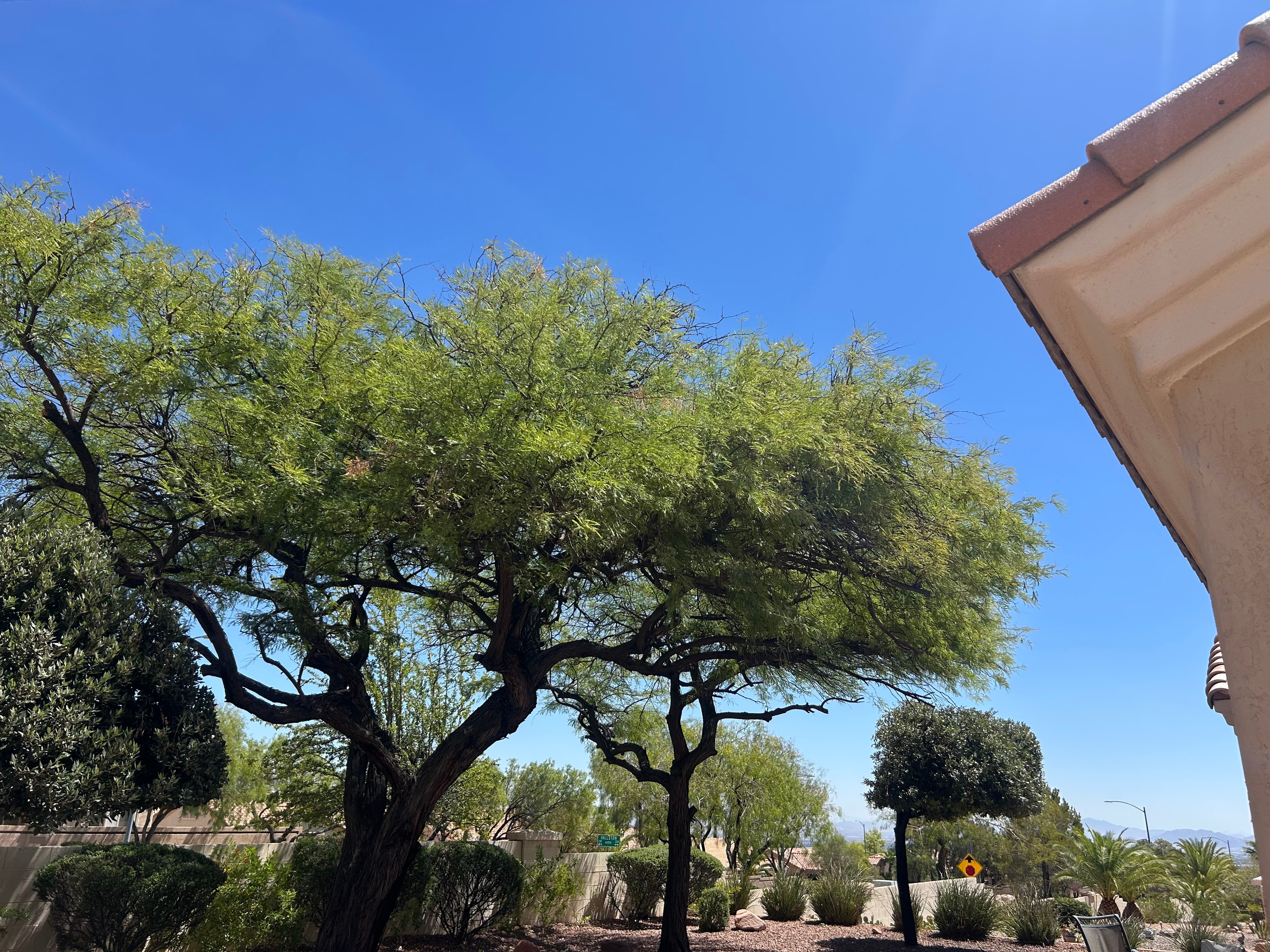 Desert Tree Trimming