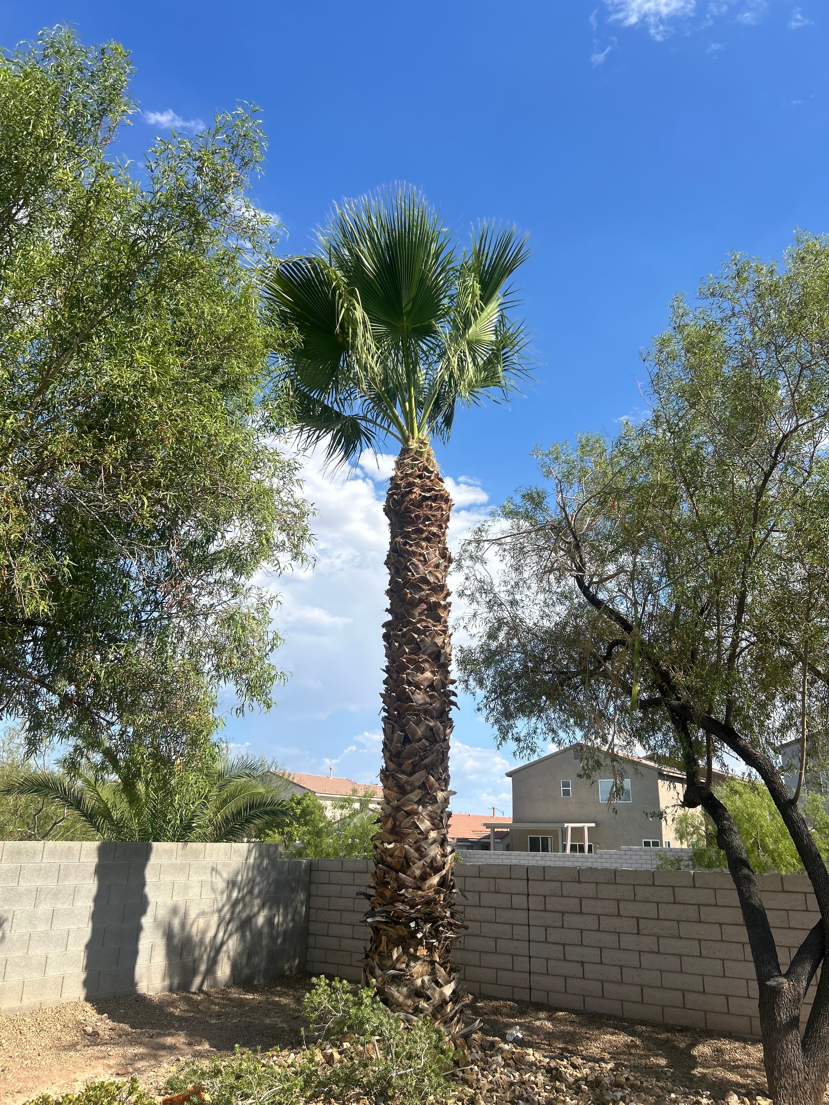 Palm Tree — Before Service