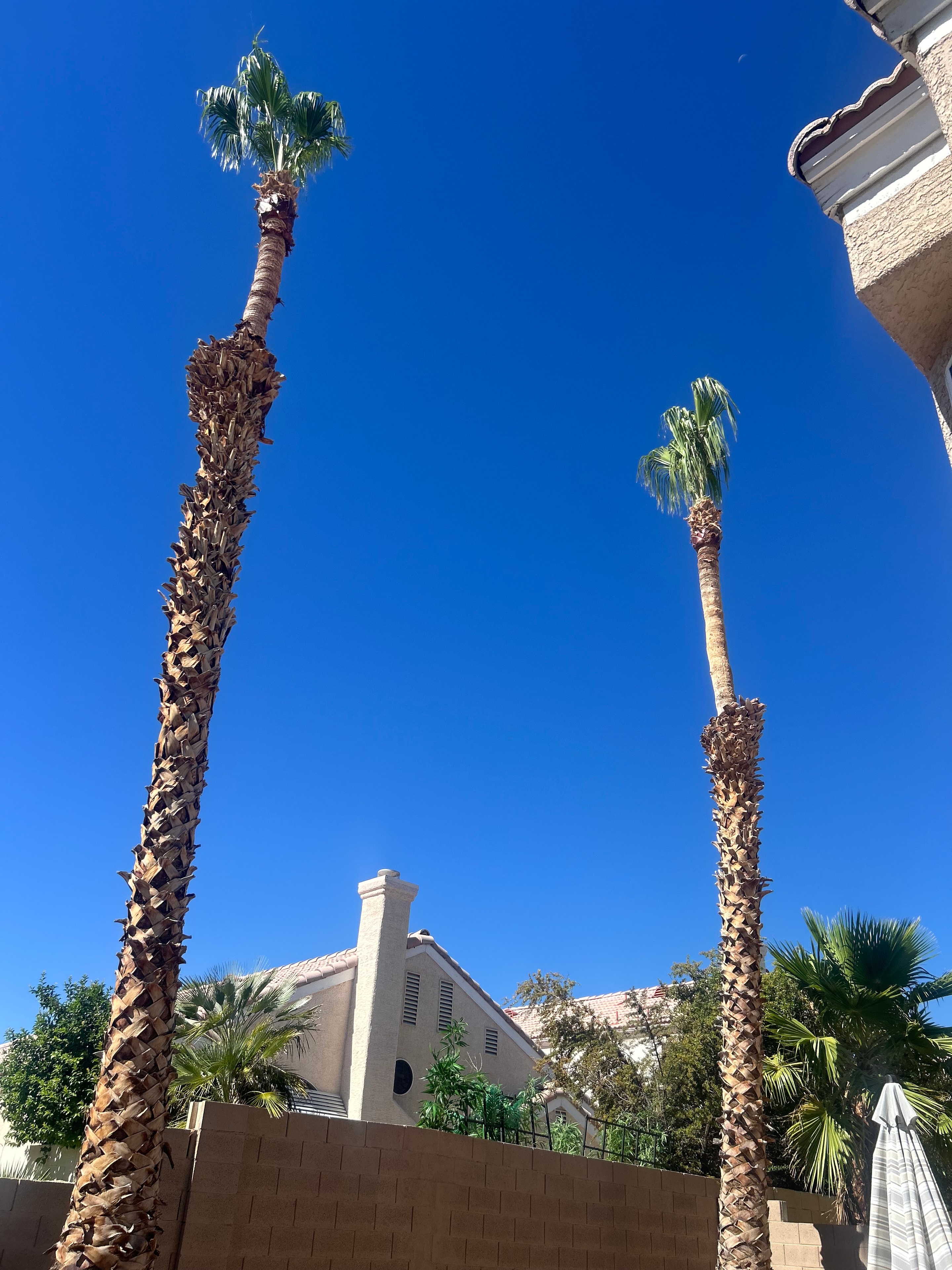 Tall Palms — Skinned & Trimmed