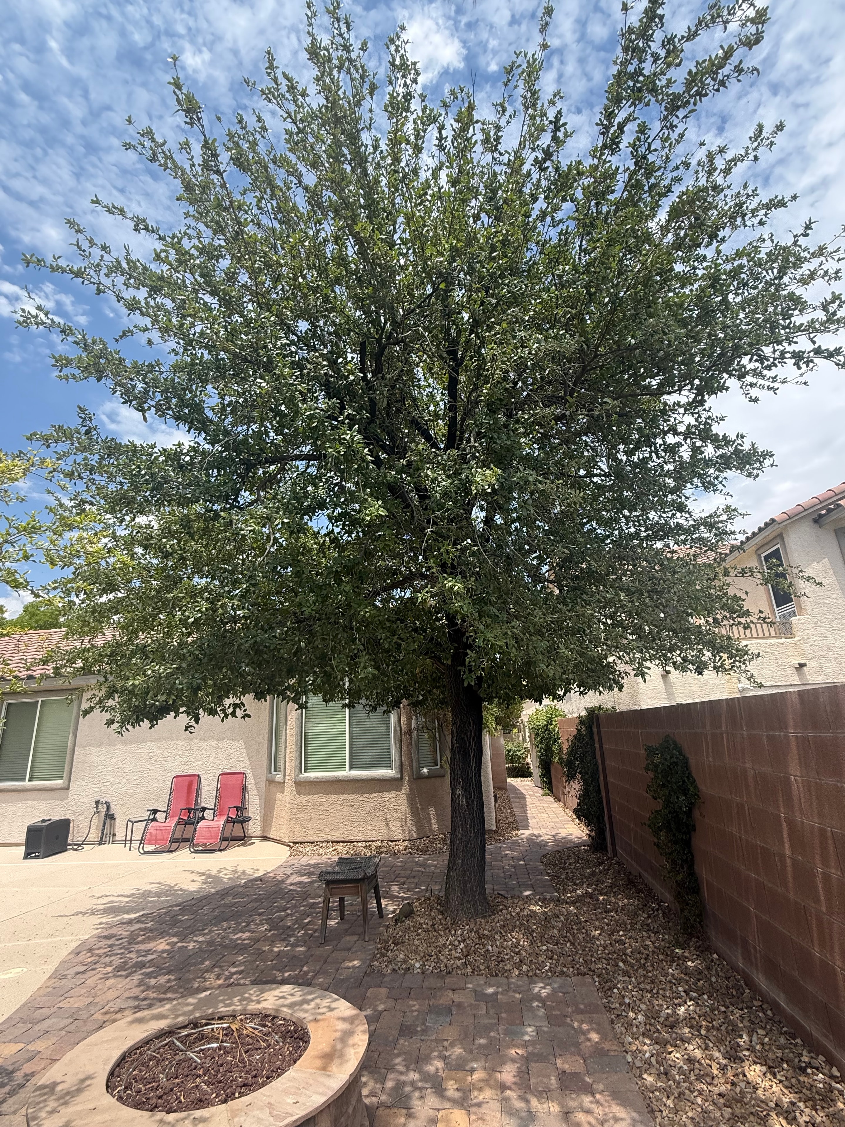 Tree Trimming — Residential